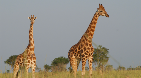 The Ultimate Guide to Giraffe Exhibits